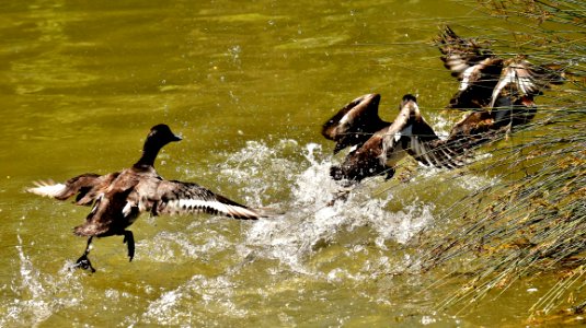 Bird Water Fauna Ecosystem