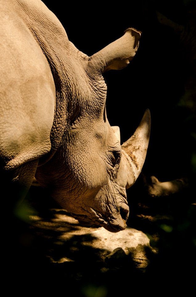 Wildlife Fauna Rhinoceros Mammal