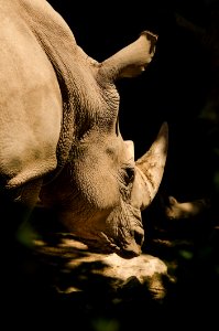 Wildlife Fauna Rhinoceros Mammal
