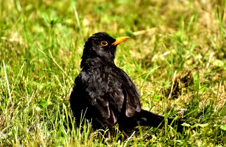 Bird Blackbird Beak Fauna