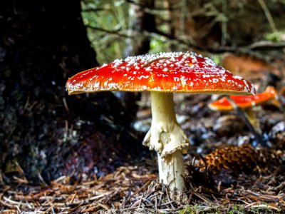 Fungus Mushroom Agaric Bolete