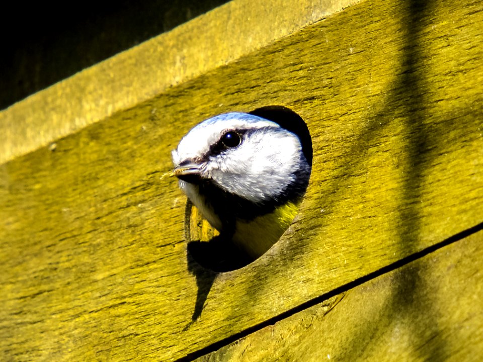 Bird Beak Fauna Chickadee