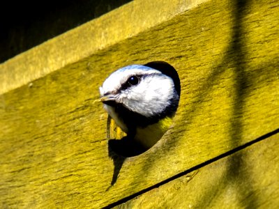 Bird Beak Fauna Chickadee