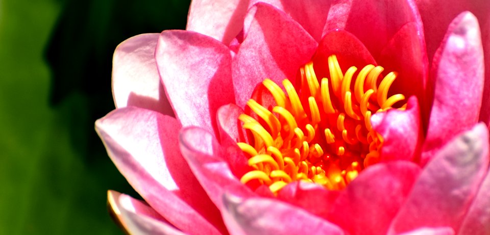 Flower Pink Flora Petal photo