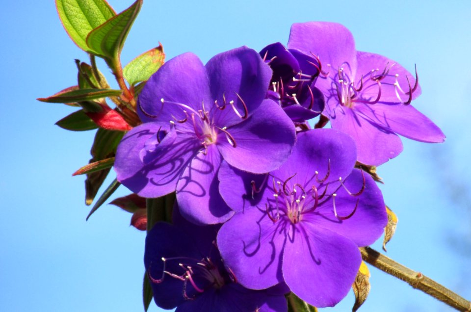Flower Flowering Plant Plant Flora