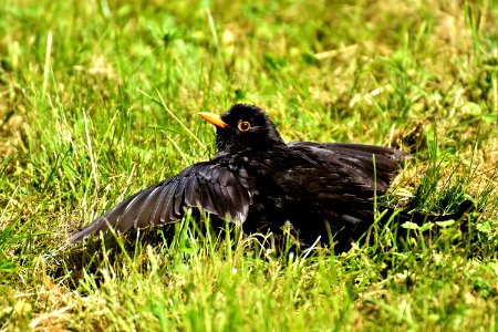 Bird Blackbird Beak Fauna photo