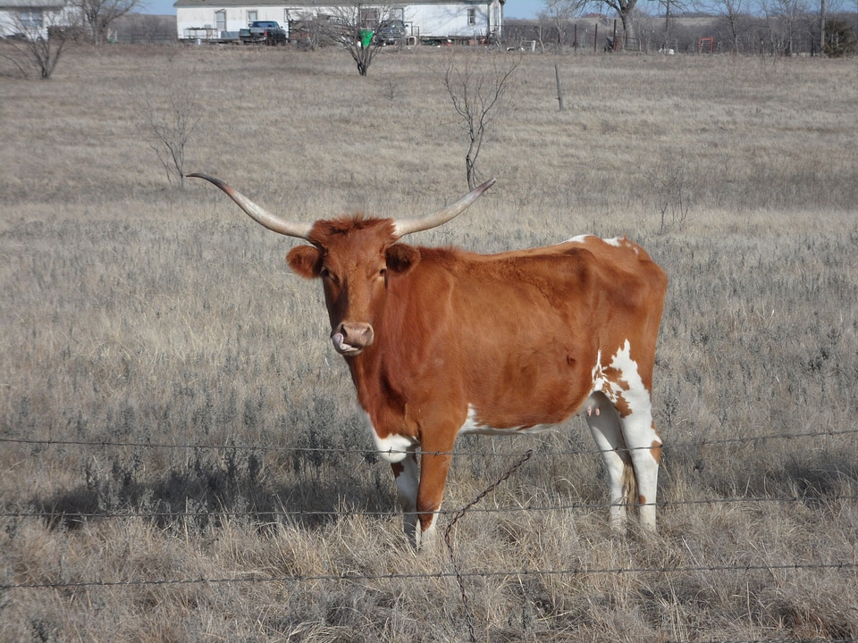 Steer farm livestock