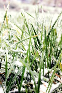 Grass In Ice photo