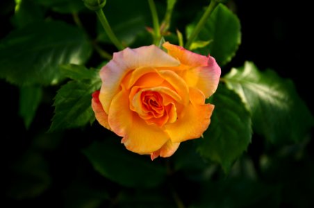 Flower Rose Rose Family Yellow