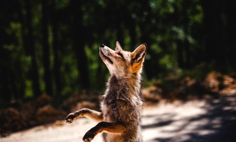 Mammal Wildlife Fauna Fox