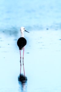 Bird Water Stilt Shorebird photo