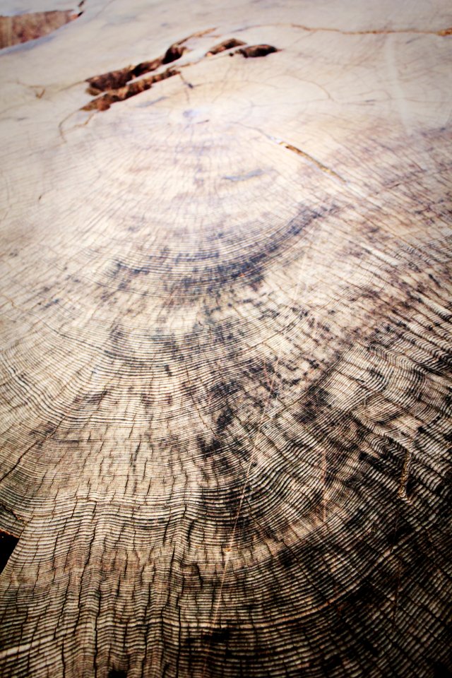 Detail Of Giant Sequioa