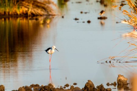 Water Reflection Bird Fauna