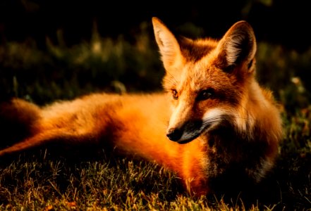 Fox Wildlife Red Fox Fauna photo