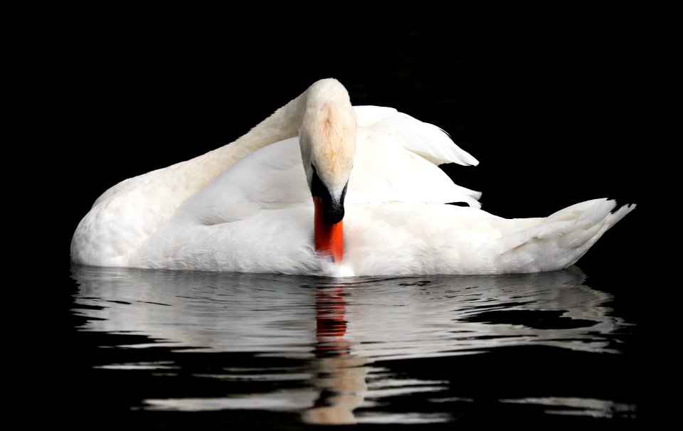 Bird Swan Water Bird Ducks Geese And Swans