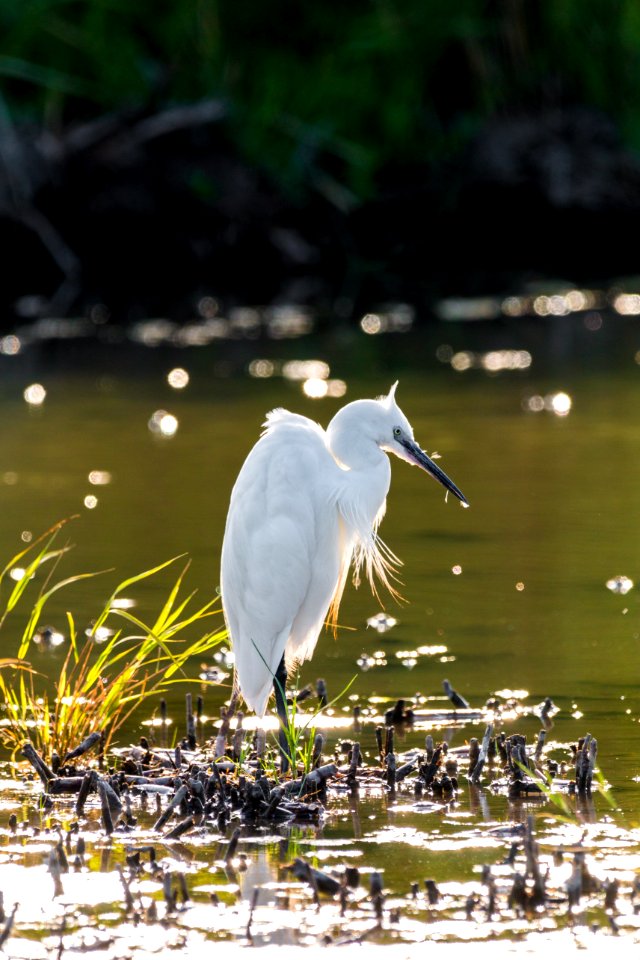 Bird Water Beak Egret