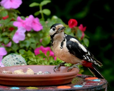 Bird Fauna Beak Plant