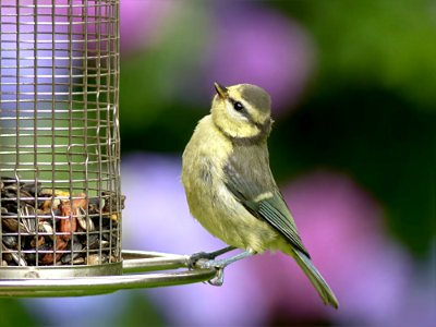 Bird Fauna Beak Old World Flycatcher