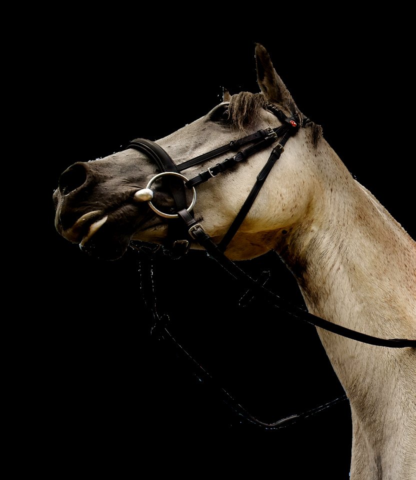 Horse Halter Bridle Horse Tack