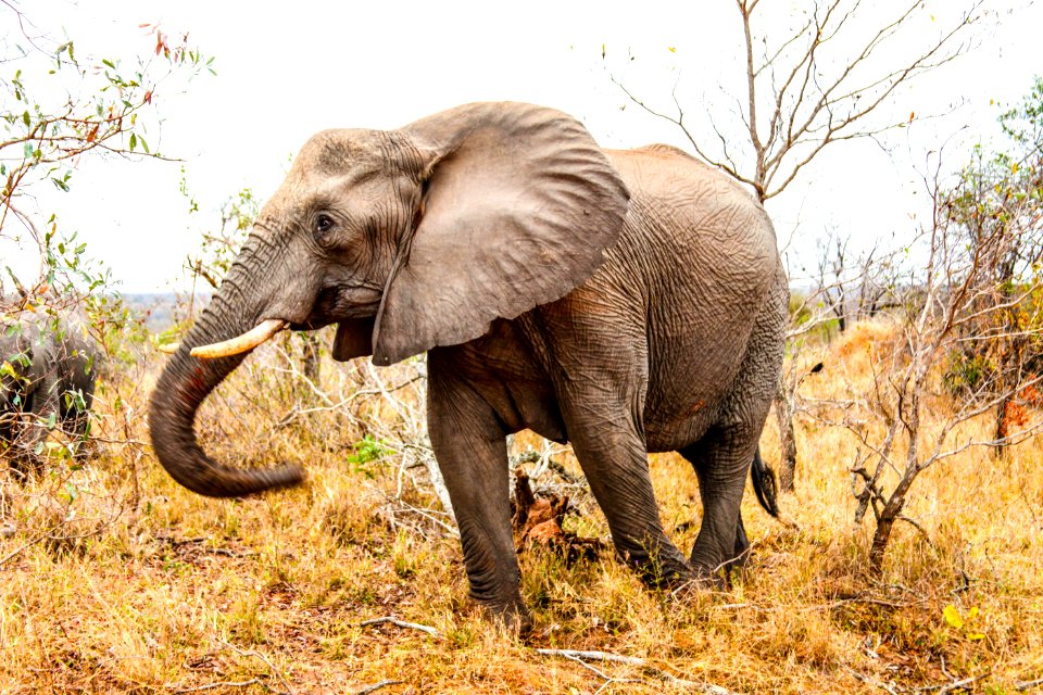 Elephant Elephants And Mammoths Wildlife Terrestrial Animal