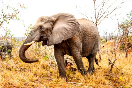 Elephant Elephants And Mammoths Wildlife Terrestrial Animal photo