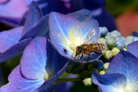 Honey Bee Bee Flower Flora