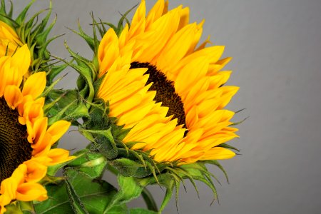Flower Sunflower Yellow Flowering Plant photo