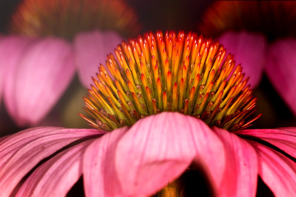 Flower Pink Flora Coneflower