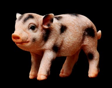 Pig Like Mammal Pig Mammal Fauna