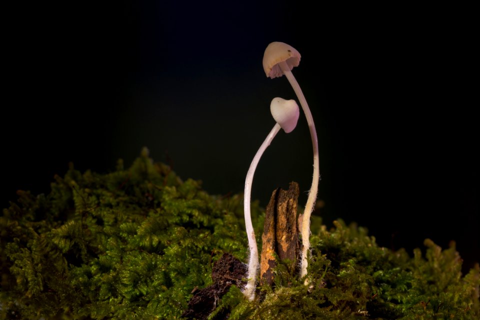 Grass Organism Wildlife