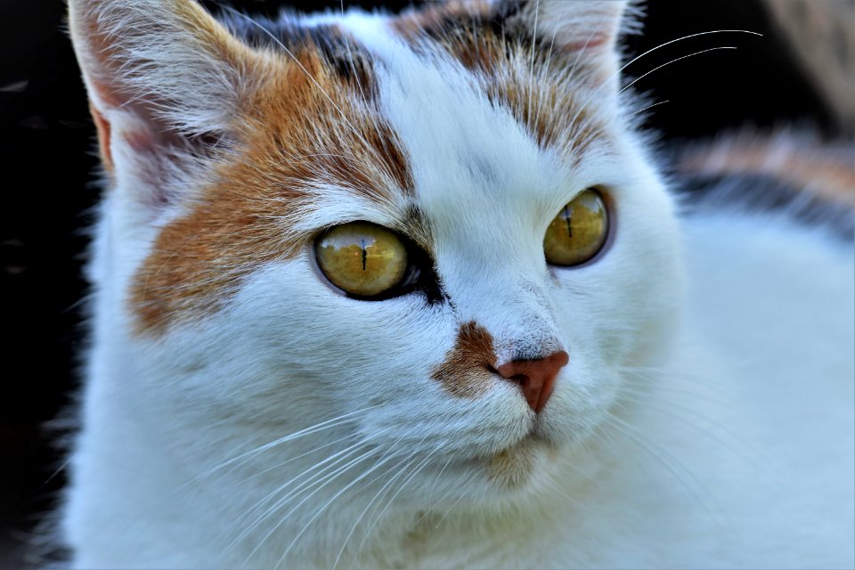 Cat Whiskers Fauna Small To Medium Sized Cats