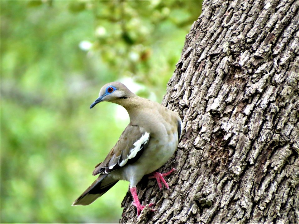 Bird Fauna Beak Tree