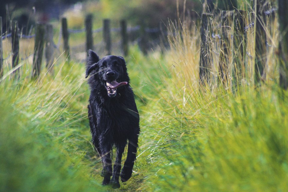 Dog Black Dog Like Mammal Dog Breed