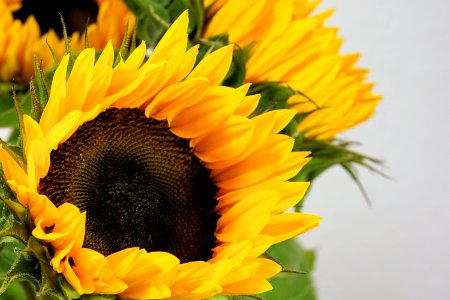 Flower Sunflower Yellow Sunflower Seed