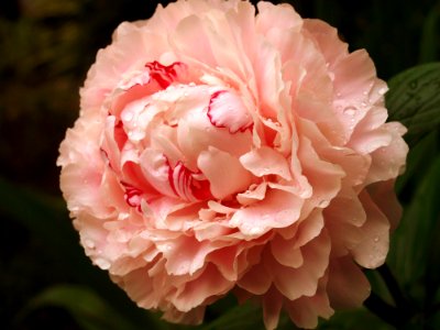 Flower Pink Plant Flowering Plant