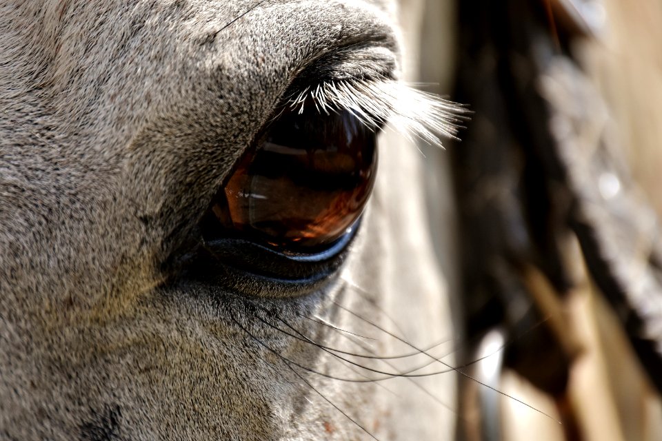 Nose Mane Close Up Horse Like Mammal