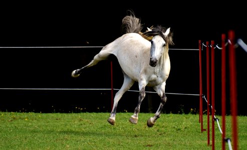 Horse Bridle Horse Like Mammal Stallion photo