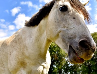 Horse Mane Fauna Horse Like Mammal photo