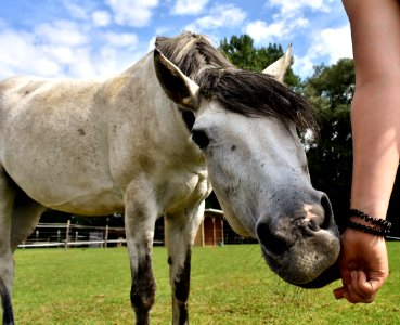 Horse Mane Horse Like Mammal Mare photo