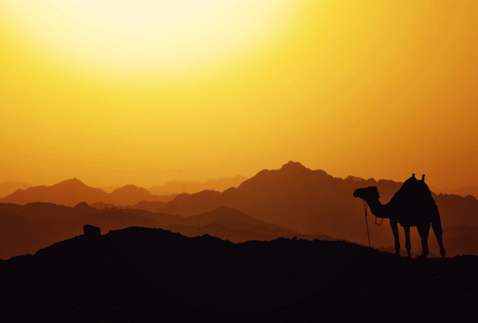 Camel Sky Sunrise Camel Like Mammal