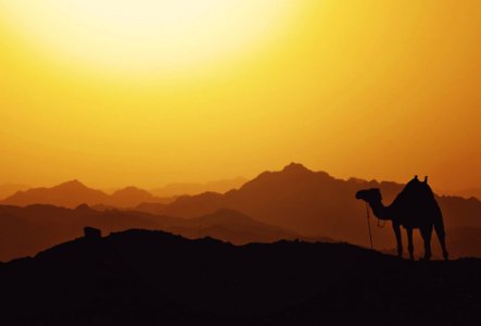 Camel Sky Sunrise Camel Like Mammal photo
