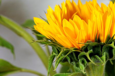 Flower Yellow Sunflower Close Up
