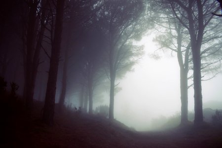 Fog Mist Forest Atmosphere photo