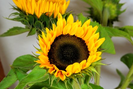 Flower Sunflower Sunflower Seed Plant photo