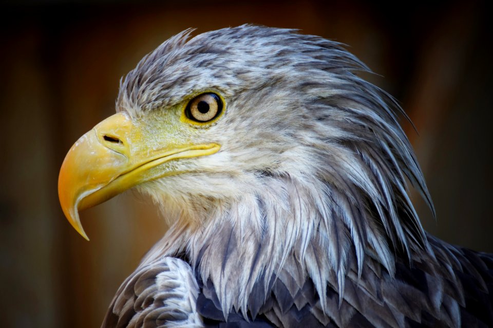 Beak Bird Of Prey Bird Eagle