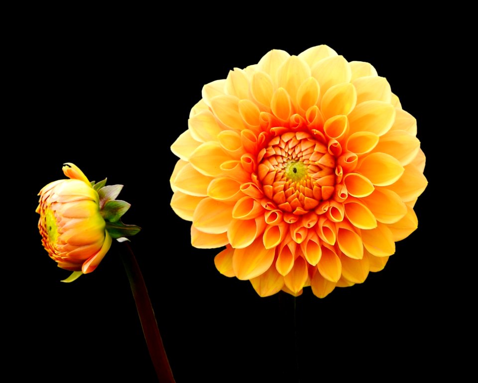 Flower Yellow Flowering Plant Dahlia photo