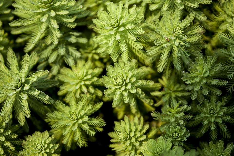 Flora floral growth