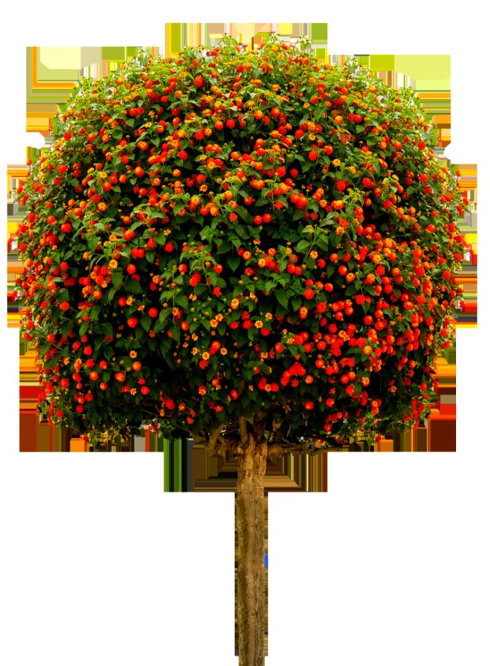 Plant Tree Flora Flower