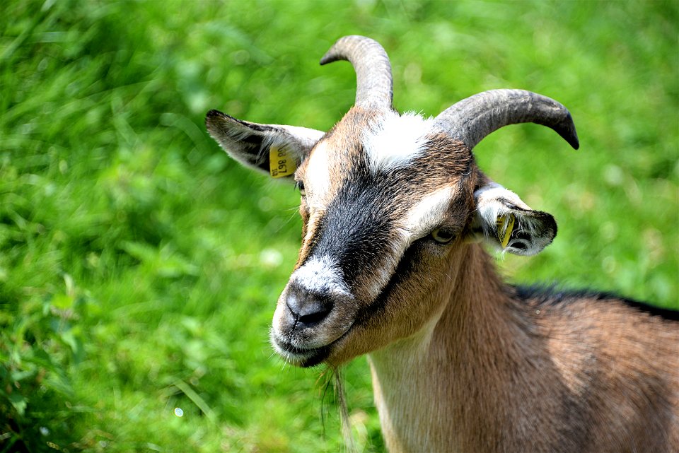 Goats Goat Fauna Horn photo