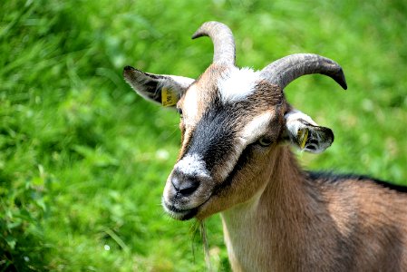 Goats Goat Fauna Horn photo